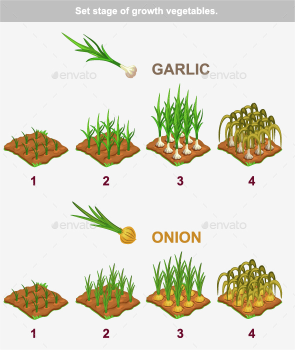 Stages of Vegetables Growth Garlic and Onion by BabySofja GraphicRiver